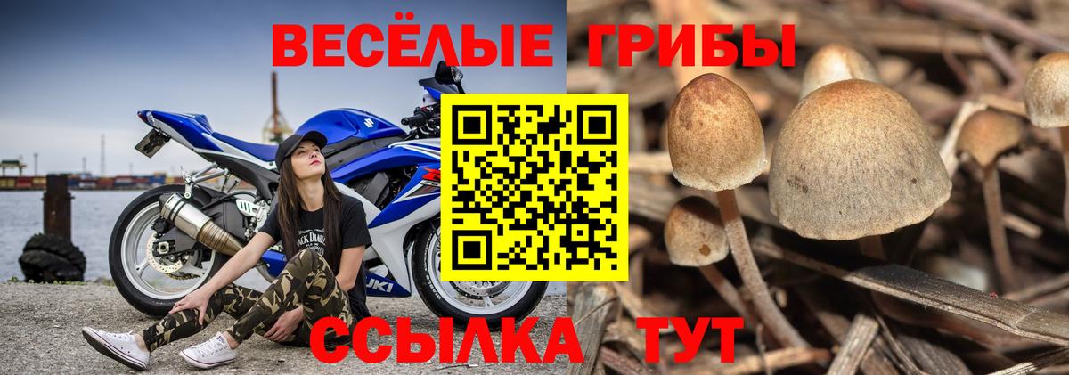 Дивногорск  Галлюциногенные грибы Psilocybe  Вход с VPN 